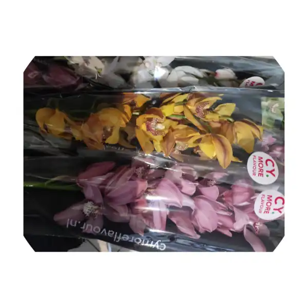 Orchidee